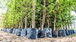 Plant nursery, Horticulturists image